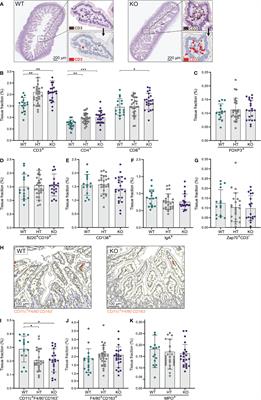 Alkaline sphingomyelinase (NPP7) impacts the homeostasis of intestinal T lymphocyte populations